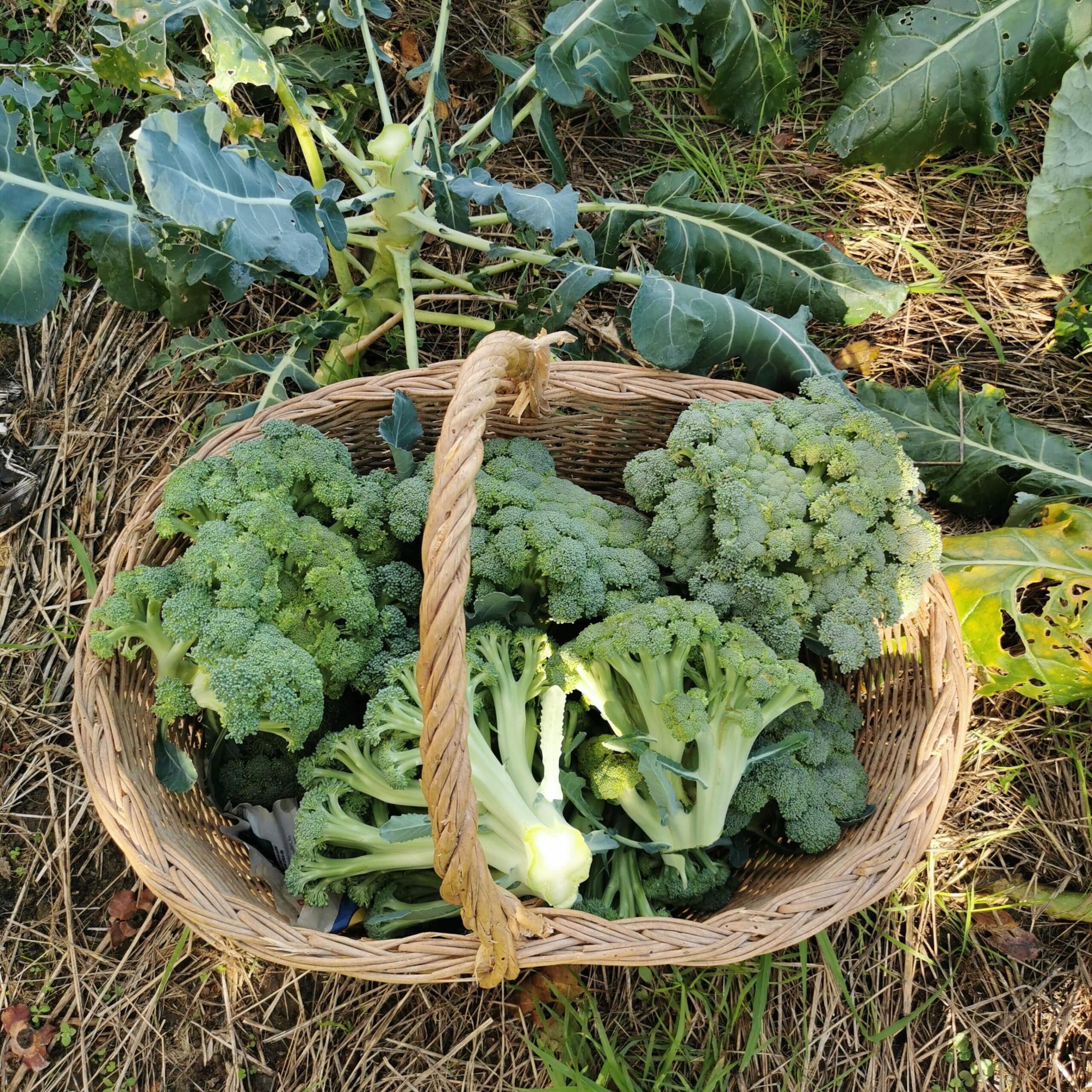 Ferme Lecouture Famille Dupin Landes landais landaise Dax Saugnac et Cambran terroir local familiale Dacquois campagne dacquoise gîte Lecouture Farm Dupin champ patrimoine français